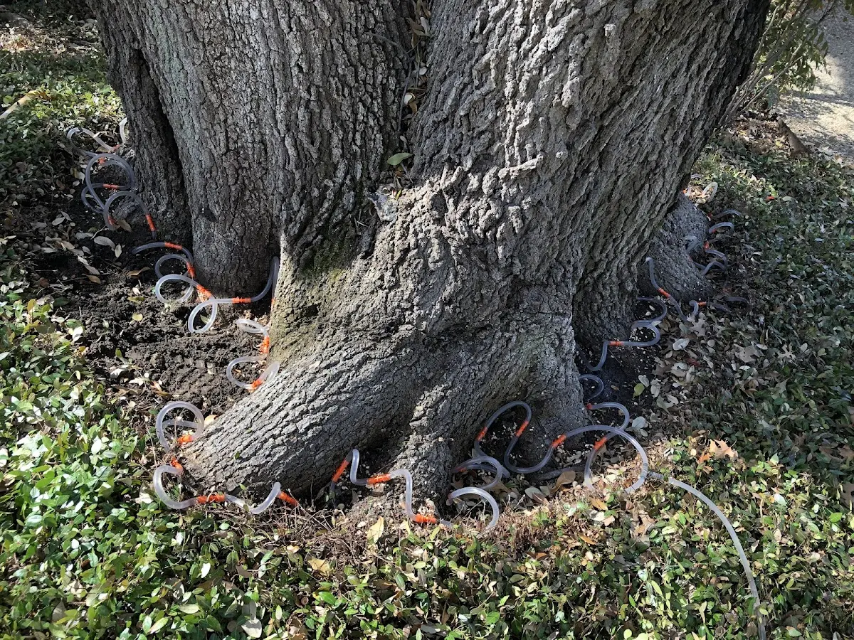 Detailed Tree Cabling and Bracing job site in Brainard