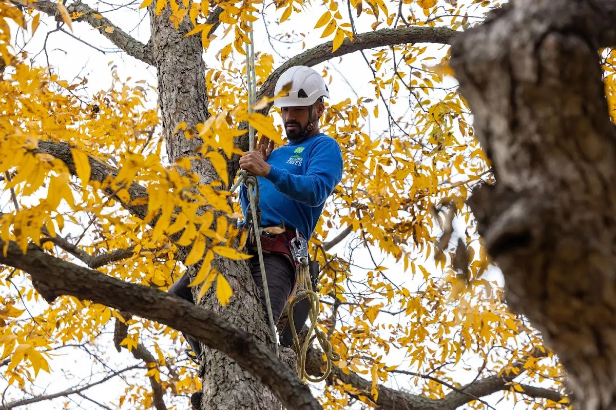 Skilled Dead Tree Removal crew working in Brainard